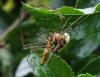 Tetragnatha sp.